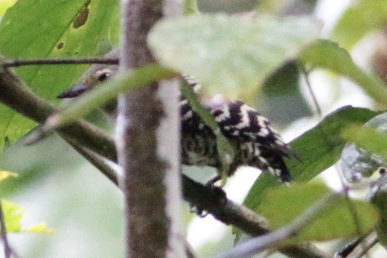 Buff-rumped Woodpecker - ML248209741