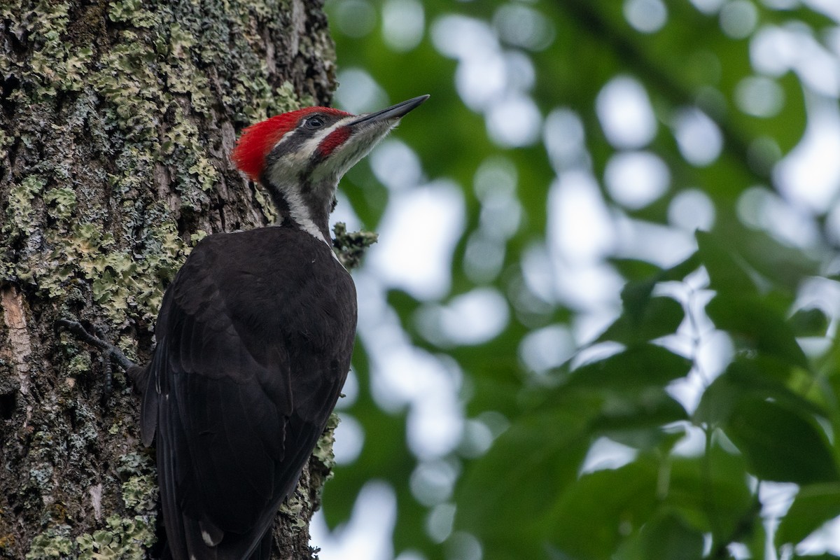 Pileated Woodpecker - Richard Littauer