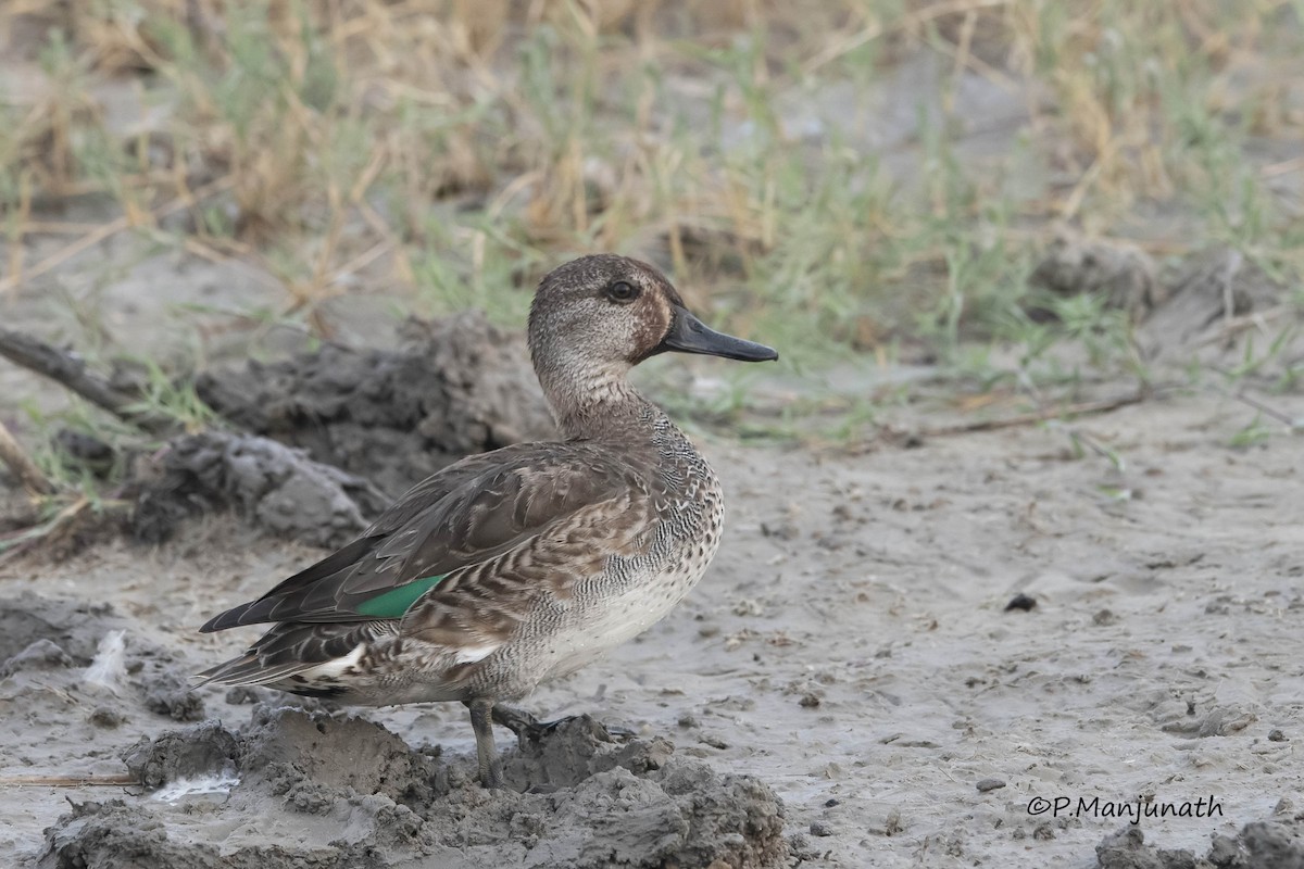 Green-winged Teal - ML248219051