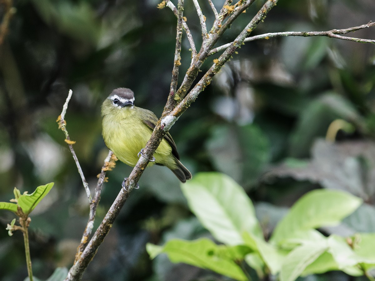 Brown-capped Tyrannulet - ML248219491