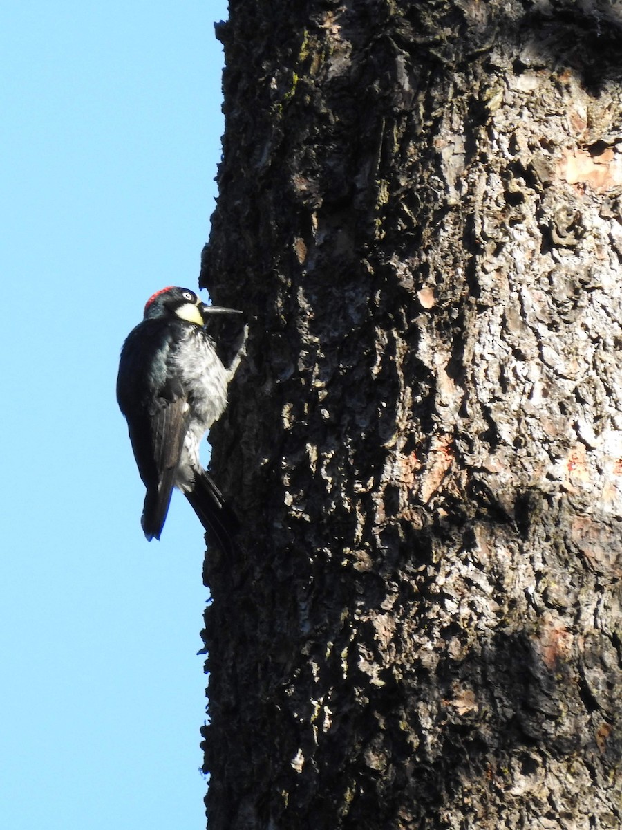 Acorn Woodpecker - ML248225321