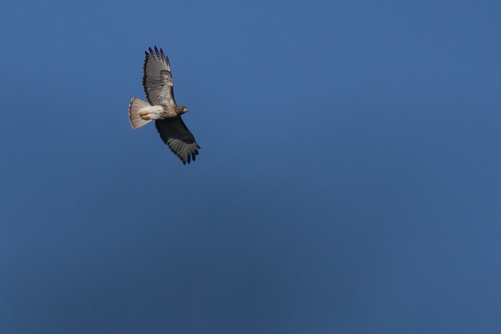 Red-tailed Hawk (solitudinis) - ML248229861