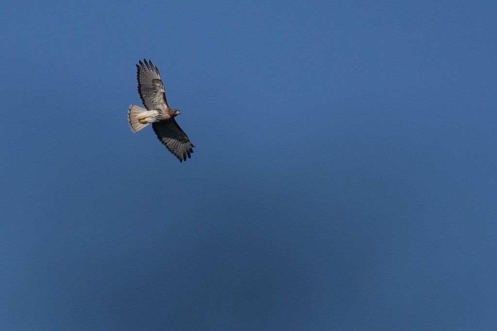 Red-tailed Hawk (solitudinis) - ML248229881