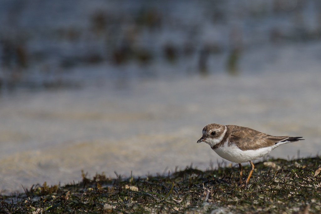 Semipalmated Plover - ML248231501