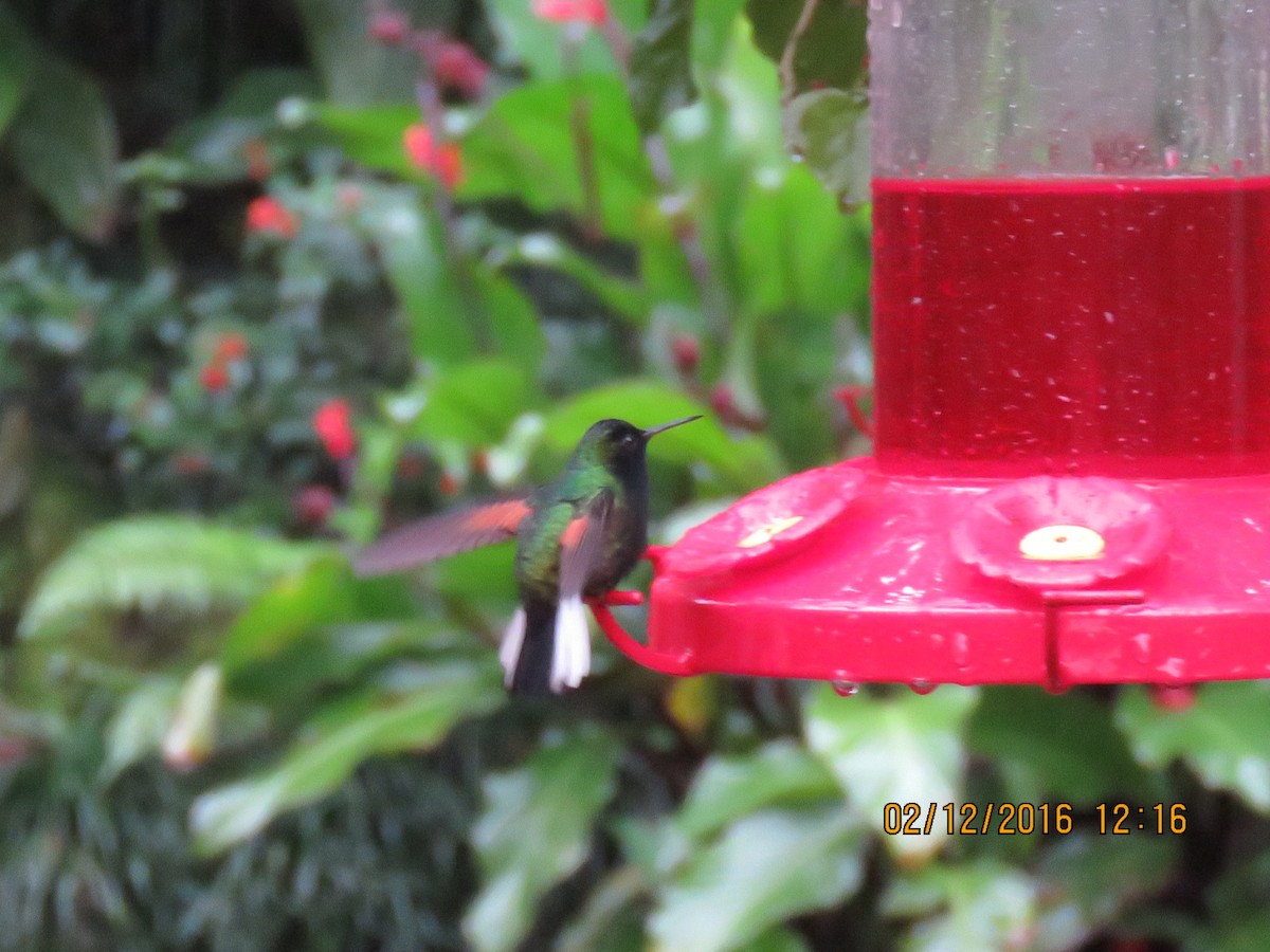 Black-bellied Hummingbird - David Larsen