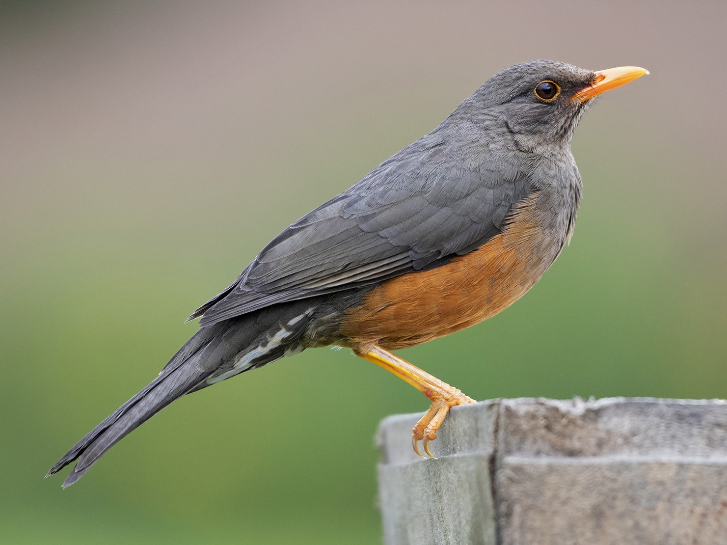 25-birds-with-yellow-beaks-with-photos-animal-hype