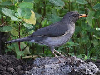  - African Thrush (Black-lored)