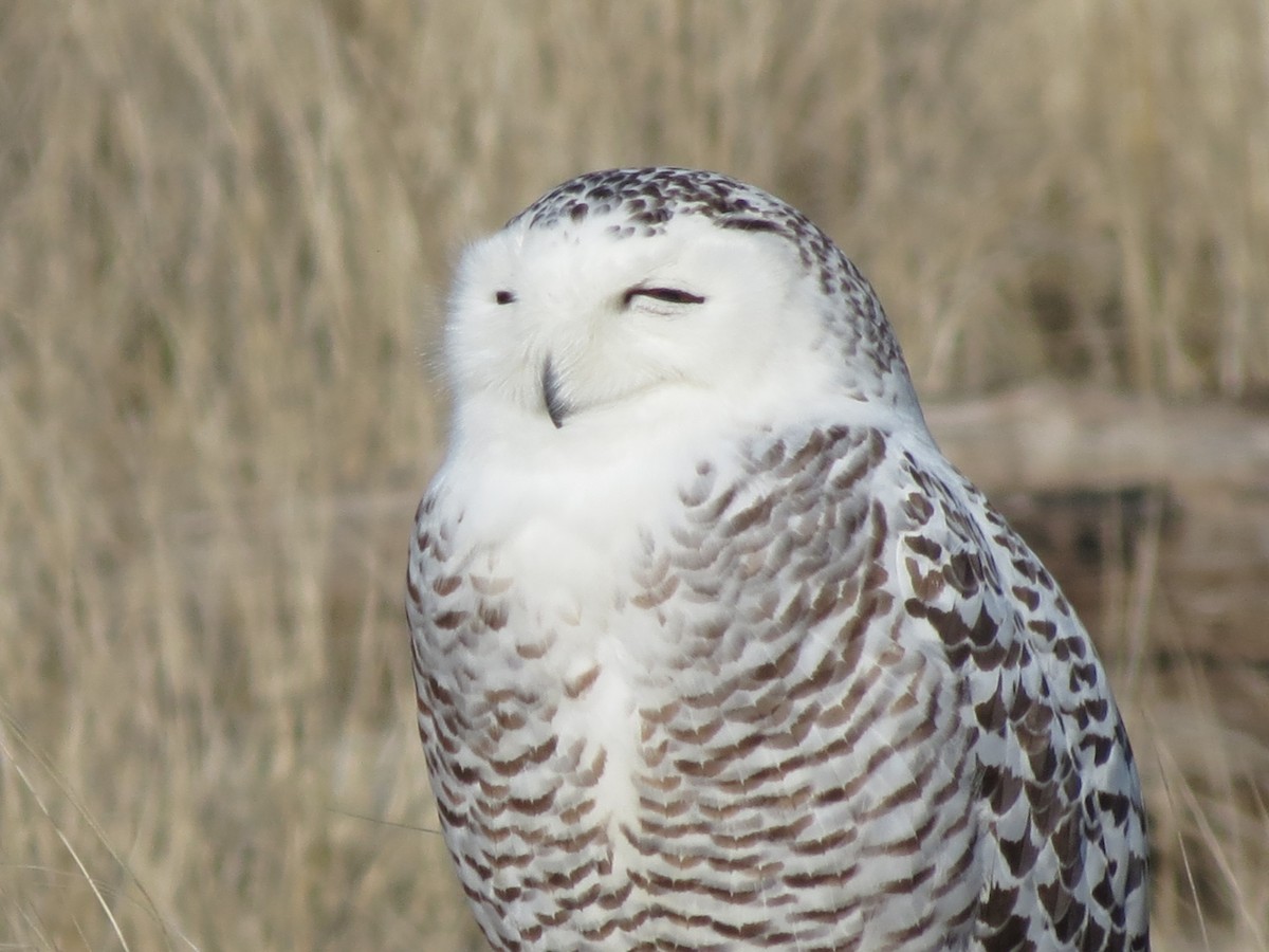 Snowy Owl - Blair Bernson