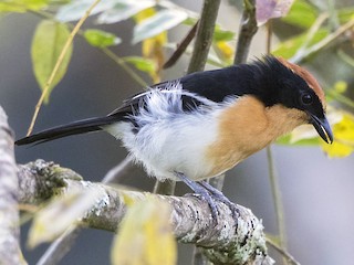  - Lühder's Bushshrike