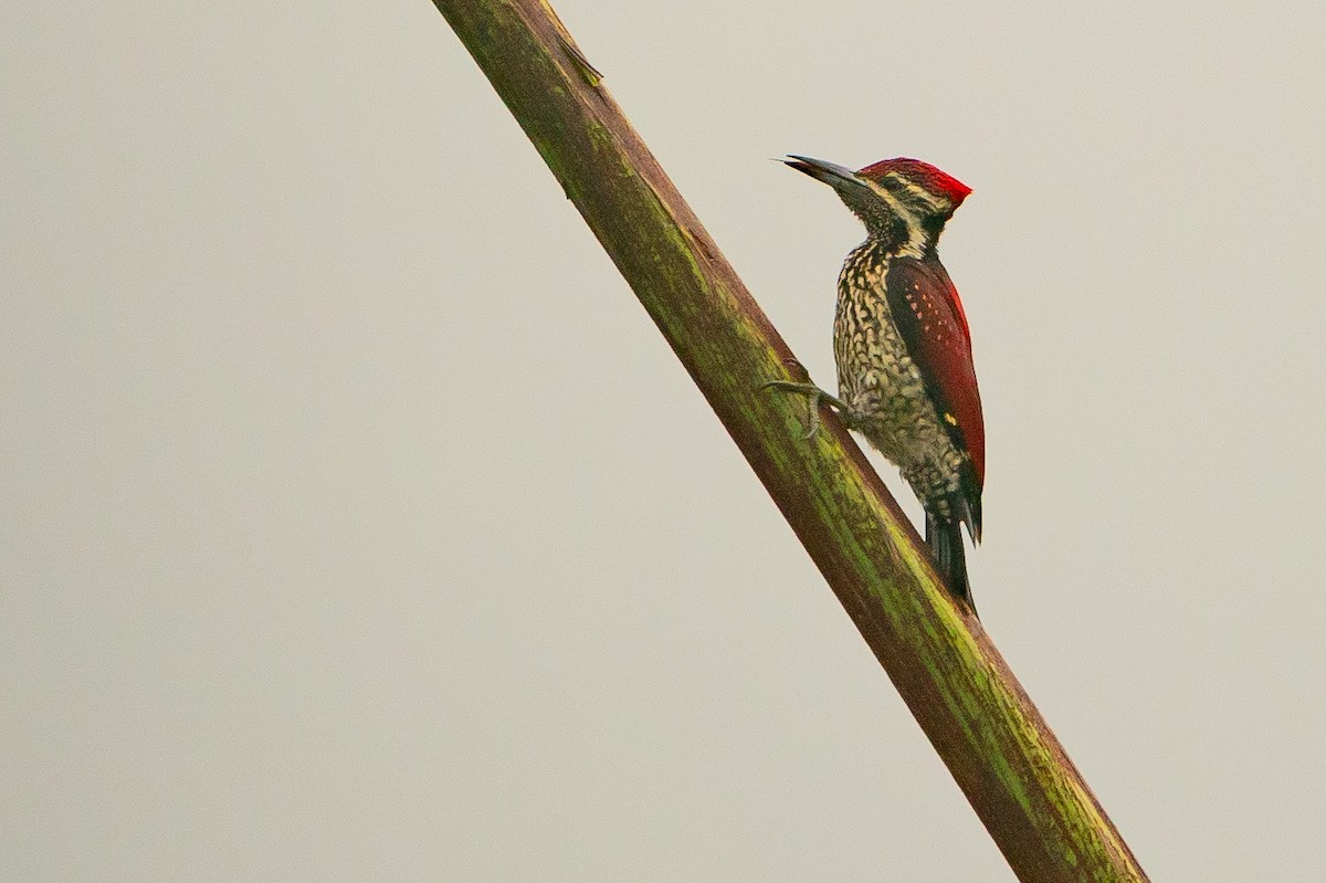 Red-backed Flameback - Joao Quental JQuental