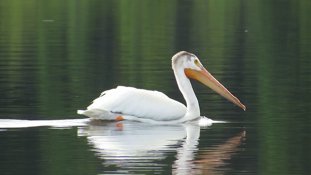 American White Pelican - ML248238191