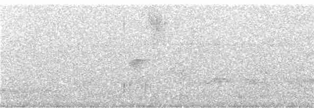 Weißbrauen-Olivtyrann - ML248239