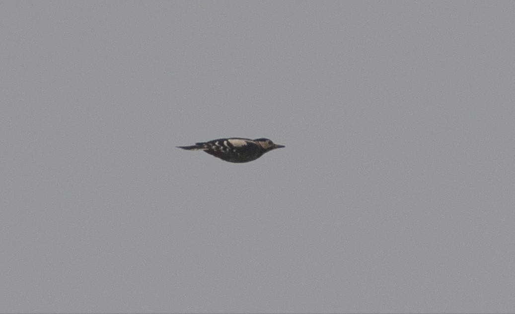 Great Spotted Woodpecker - ML248239601
