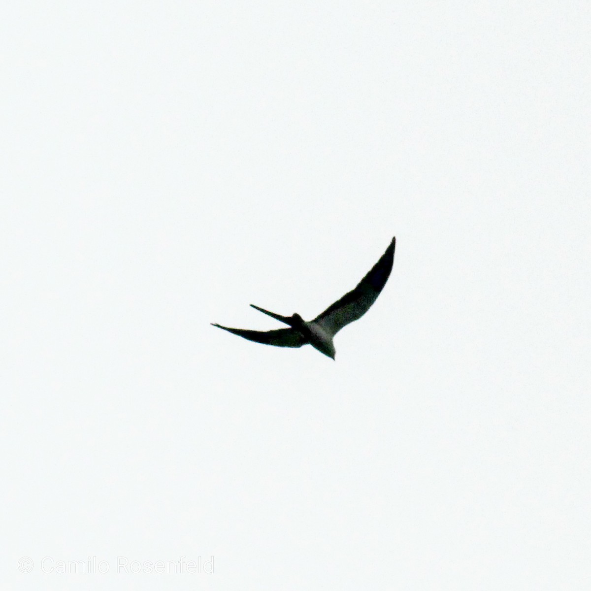 Swallow-tailed Kite - ML248242441