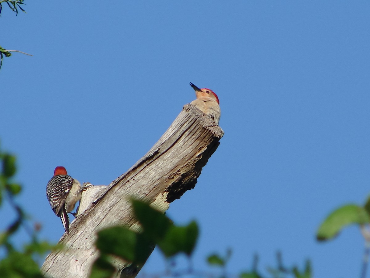 Red-bellied Woodpecker - Liam Huber