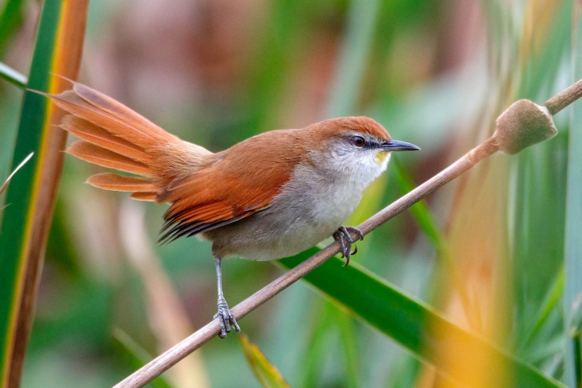 Yellow-chinned Spinetail - ML248244781