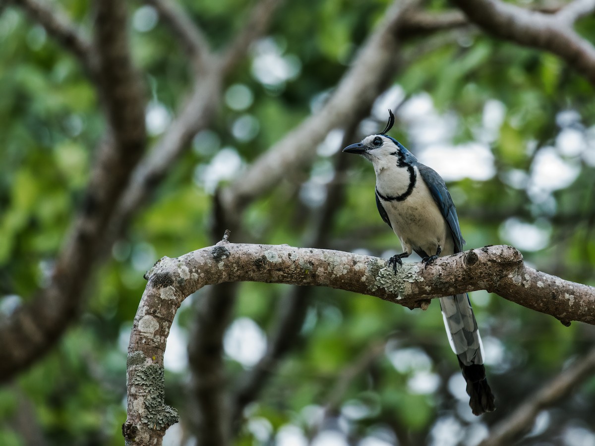 White-throated Magpie-Jay - ML248246311