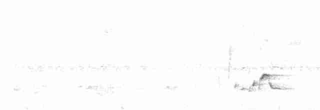 Ak Karınlı Çıtkuşu - ML248247451