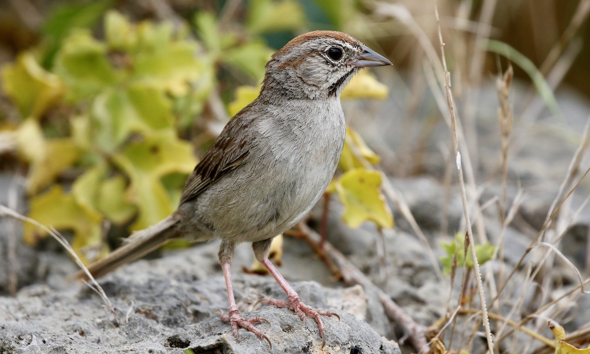 Rufous-crowned Sparrow - ML248247791