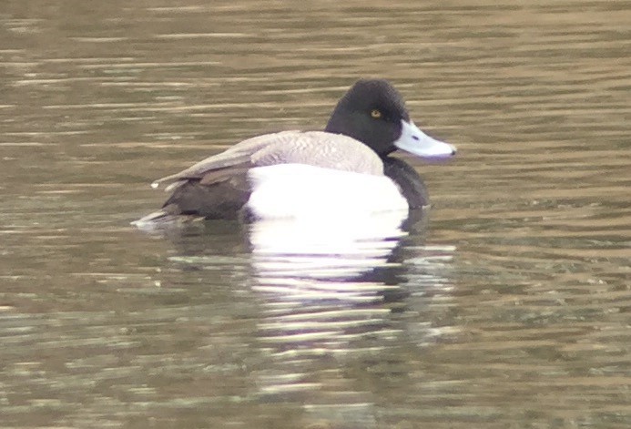 Greater Scaup - Paul Kinzer