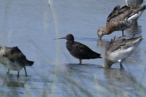 Spotted Redshank - ML248253221