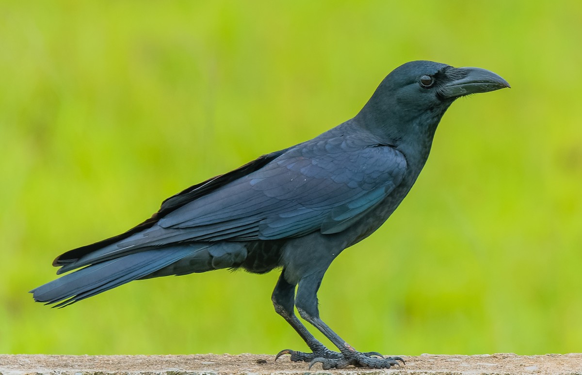 Large-billed Crow - Amit Kher
