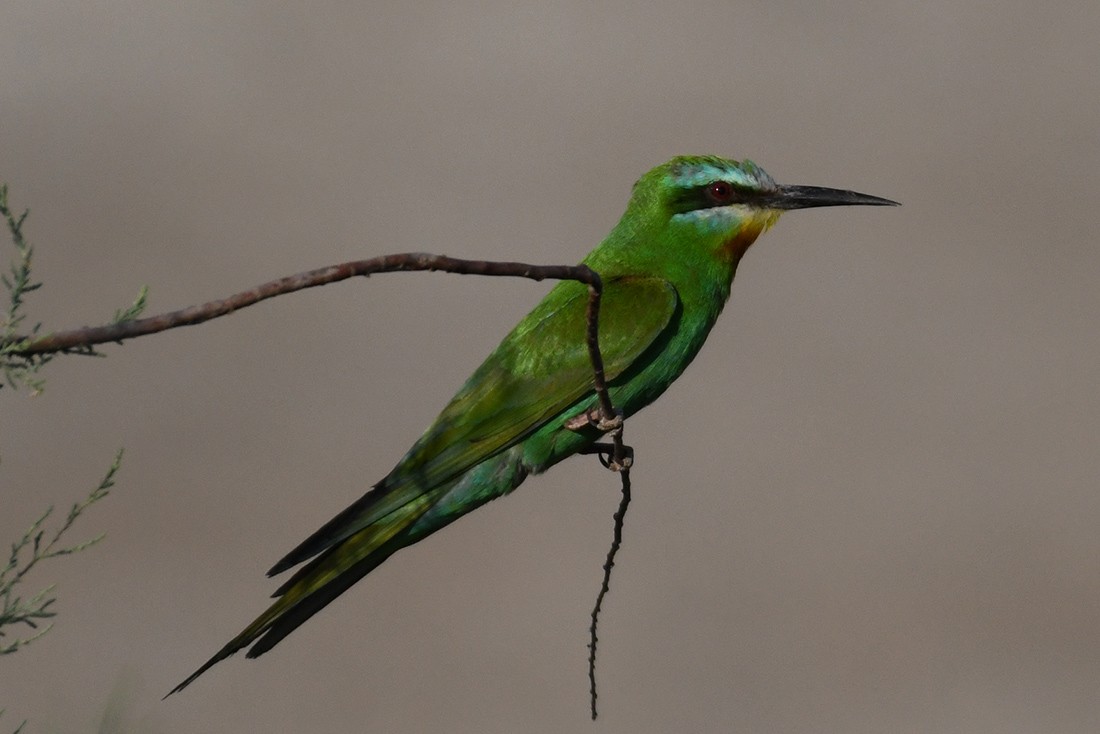 Blue-cheeked Bee-eater - ML248253811