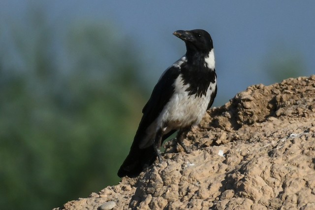 ズキンガラス Capellanus Ebird