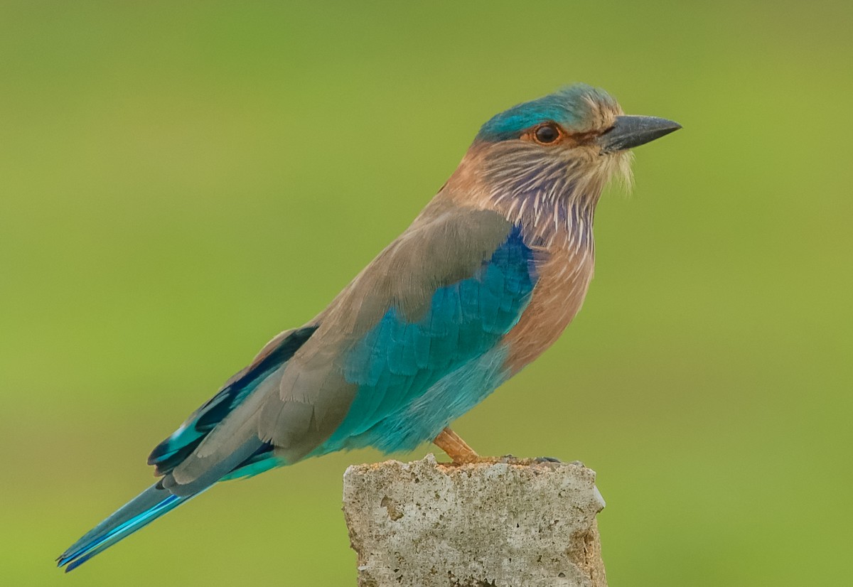 Indian Roller - Amit Kher