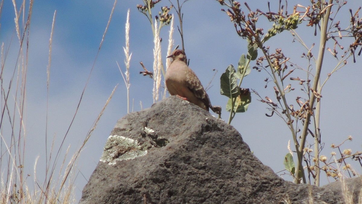 Bare-faced Ground Dove - ML24825411