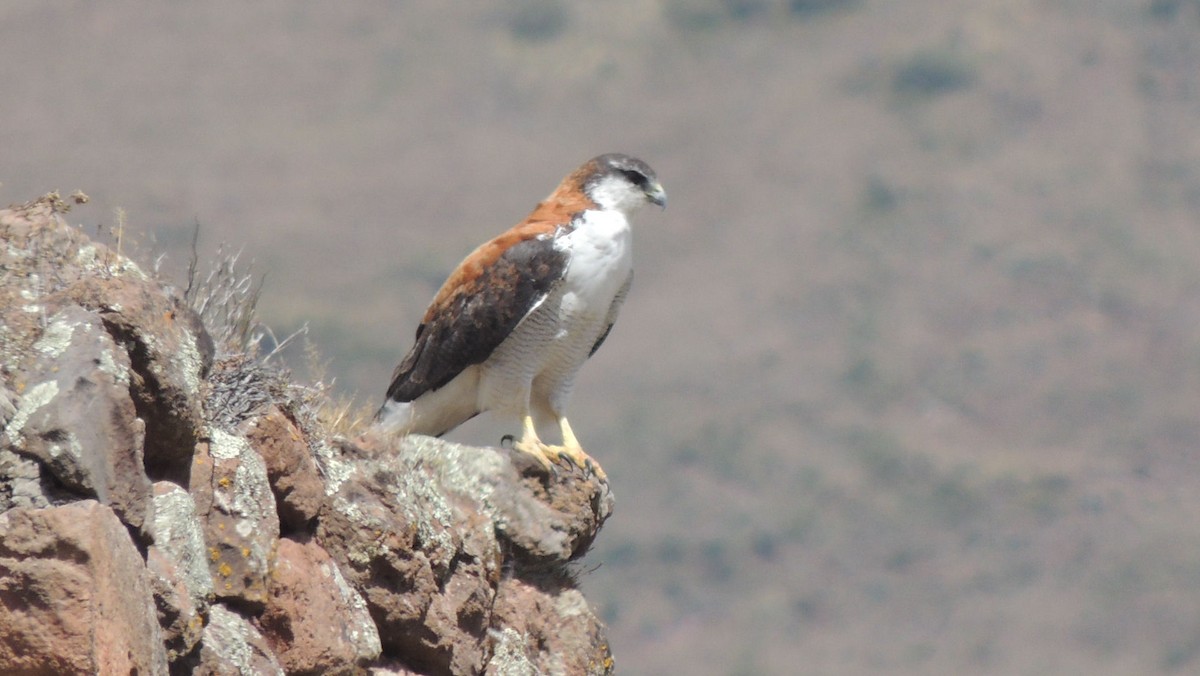 Variable Hawk (Red-backed) - ML24825421
