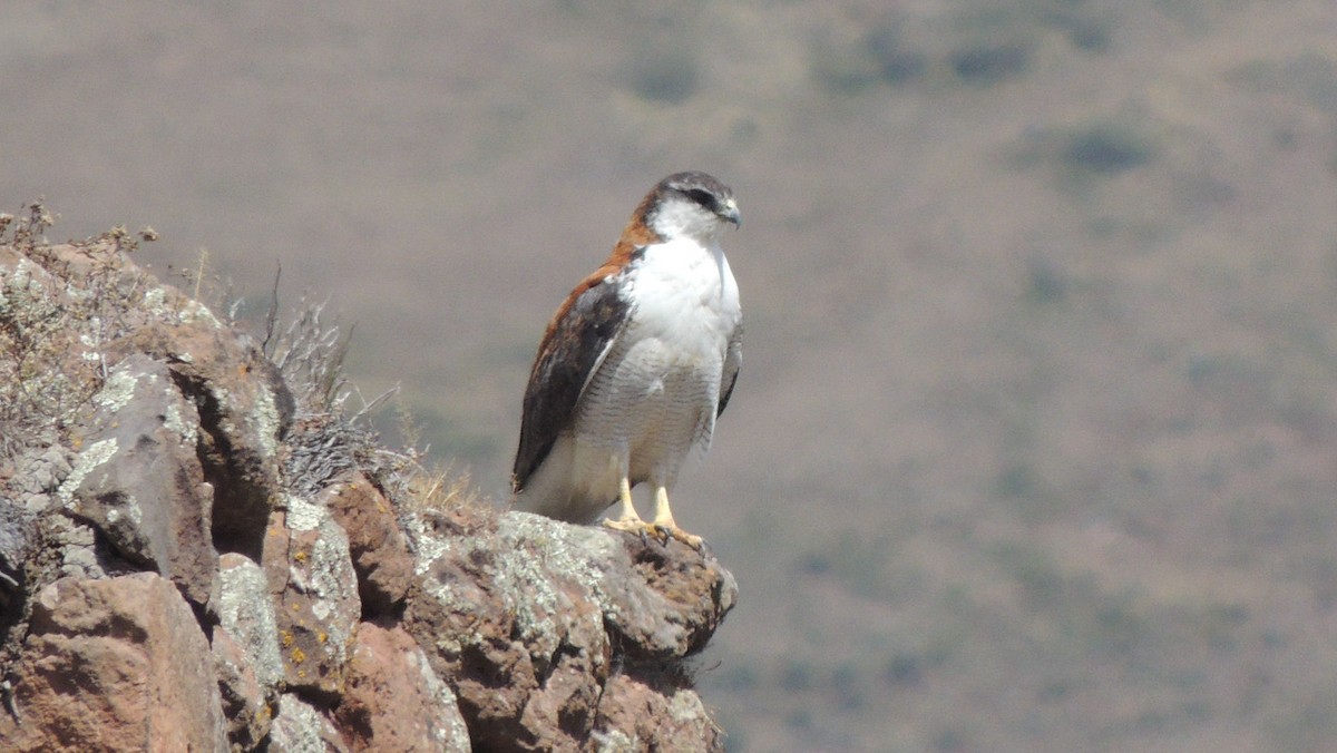 Variable Hawk (Red-backed) - ML24825431