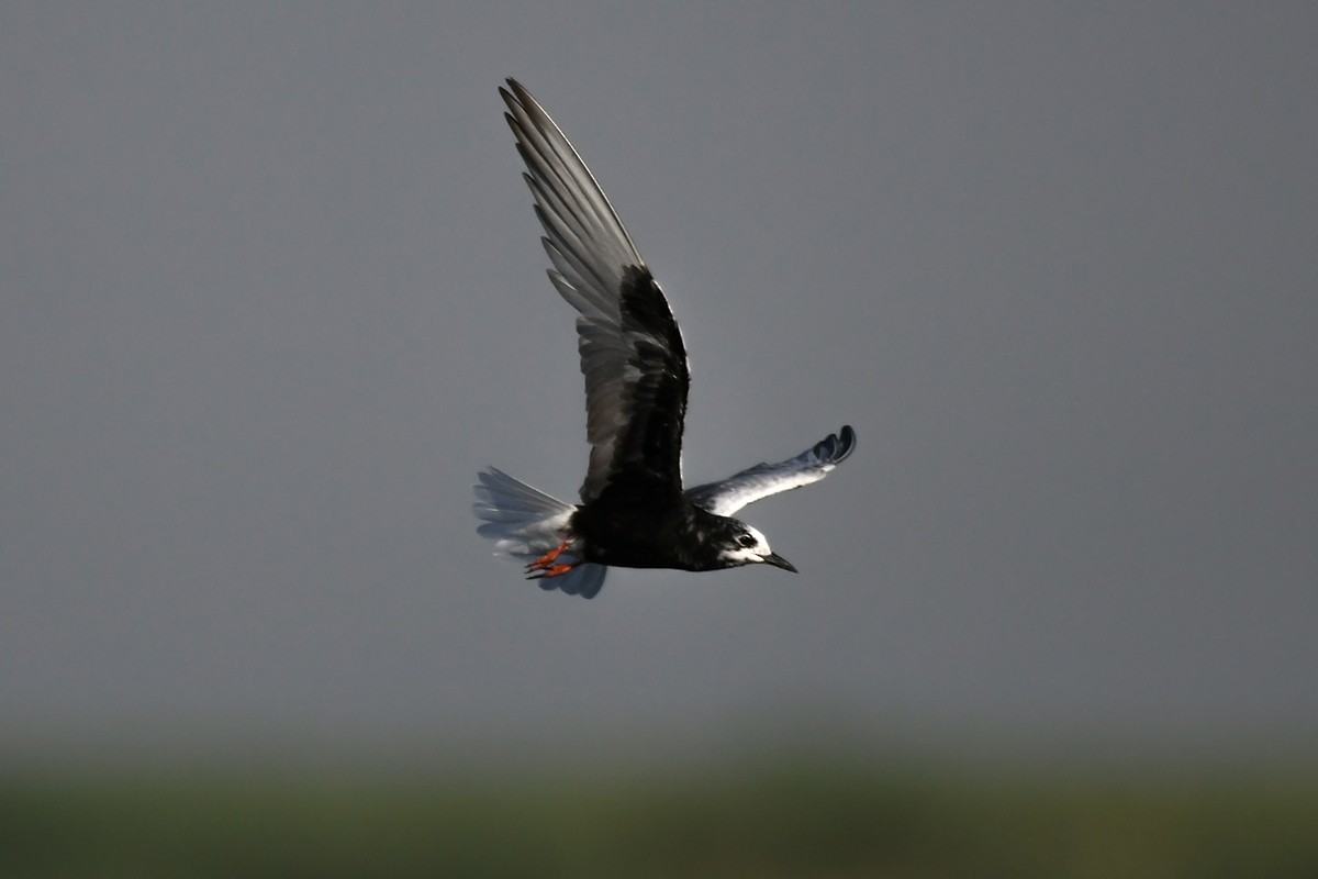 White-winged Tern - Mehdi Dorostkar