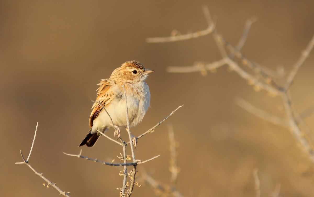 Fawn-colored Lark (Fawn-colored) - ML248258731