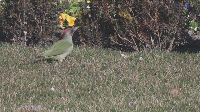 Iberian Green Woodpecker - ML248260361