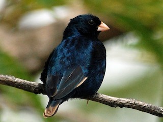 นกเพศผู้ชุดขนฤดูผสมพันธุ์ - Nigel Voaden - ML248260971