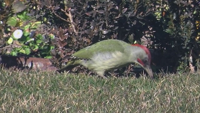 Iberian Green Woodpecker - ML248261341