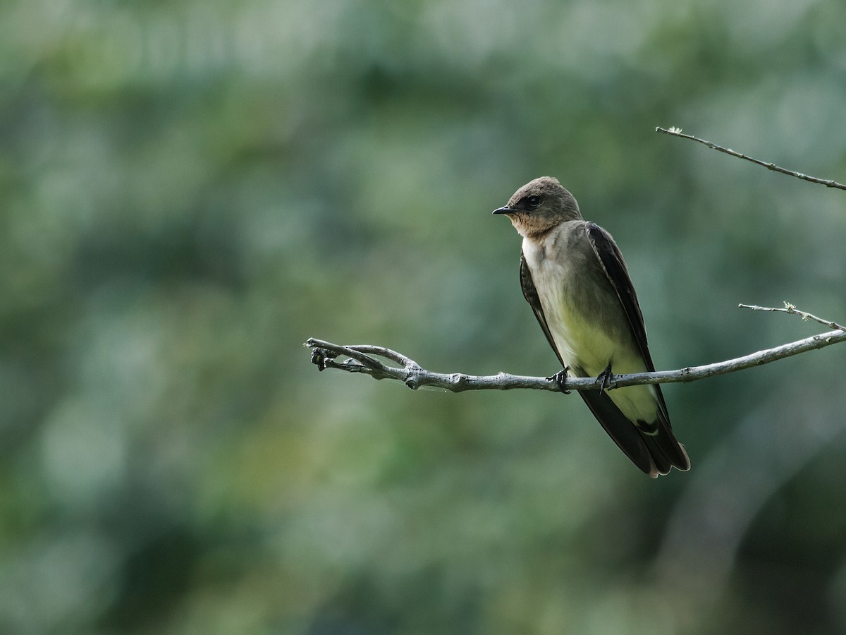 Southern Rough-winged Swallow - Nick Athanas