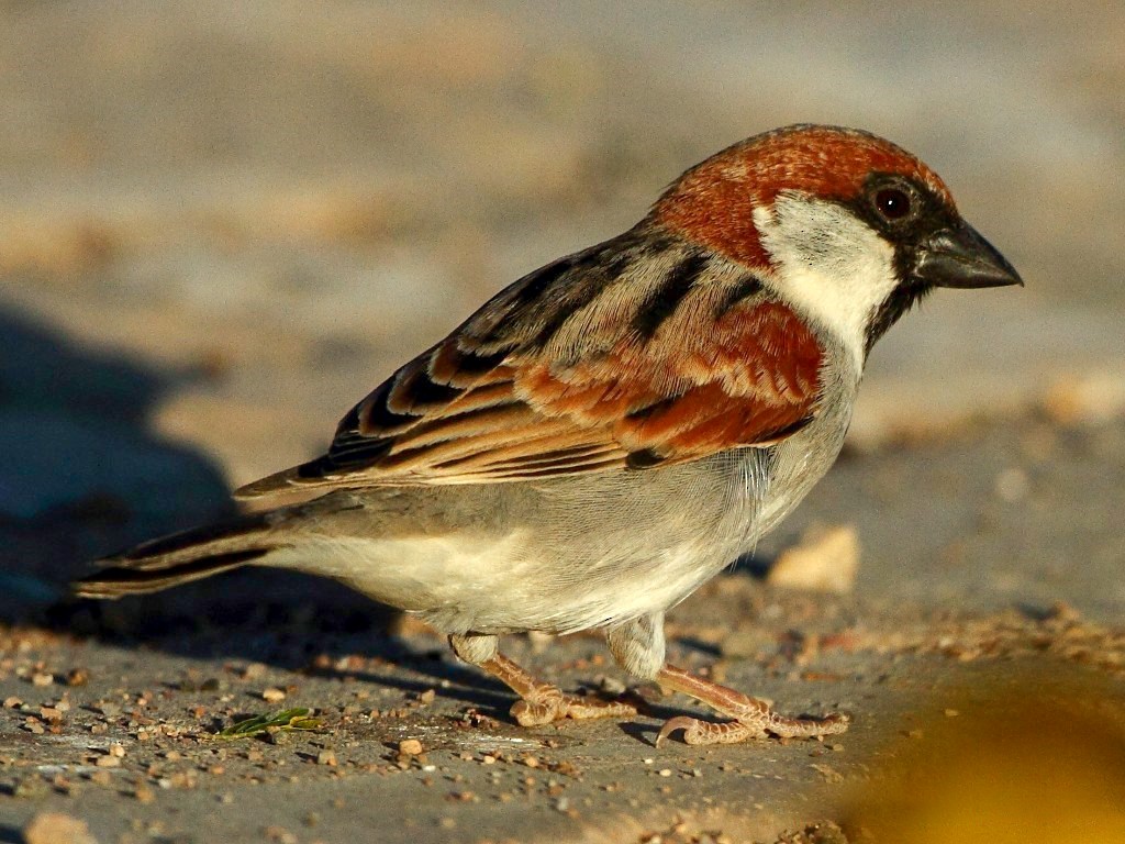 Somali Sparrow - Markus Lilje