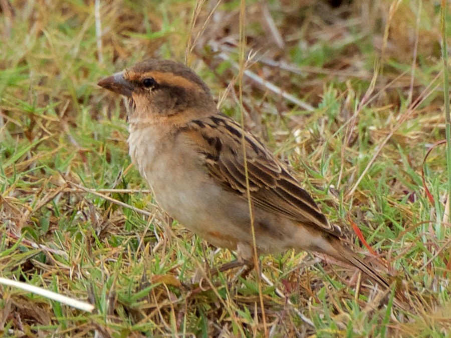 Shelley's Rufous Sparrow - Marilyn Henry