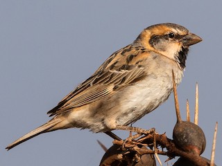  - Shelley's Rufous Sparrow