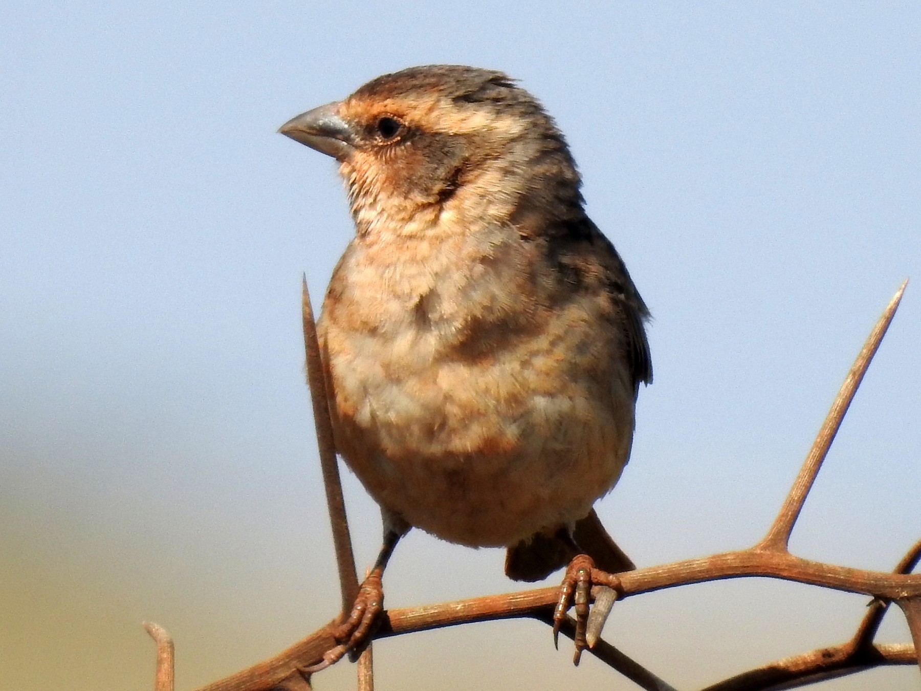 Shelley's Rufous Sparrow - bob butler