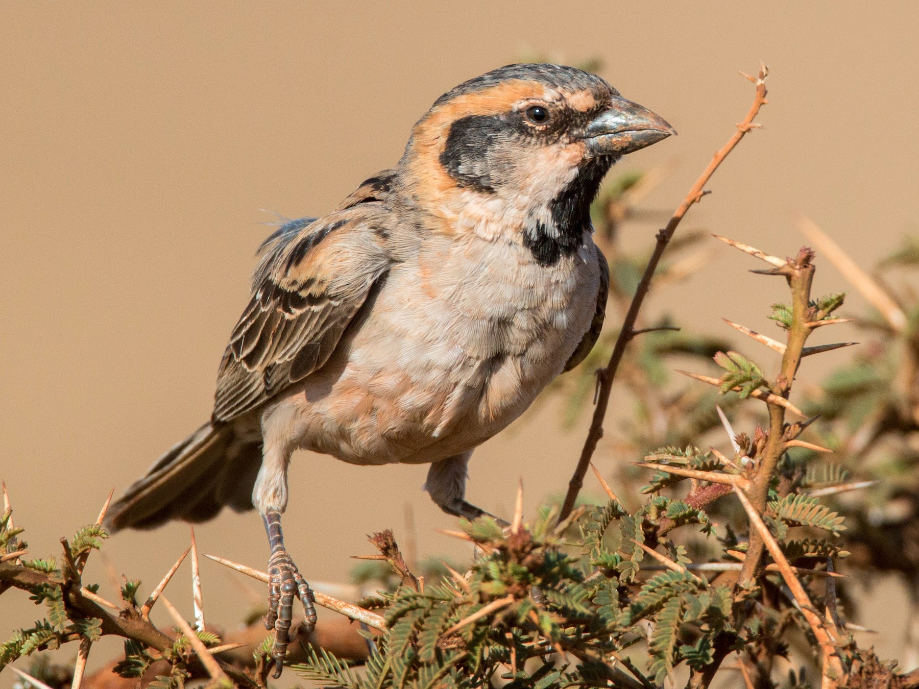Shelley's Rufous Sparrow - Ian Davies