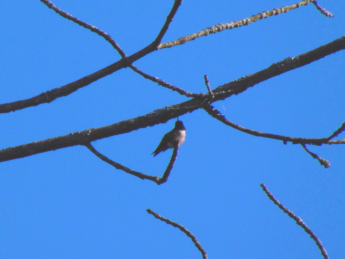 Ruby-throated Hummingbird - ML248271111