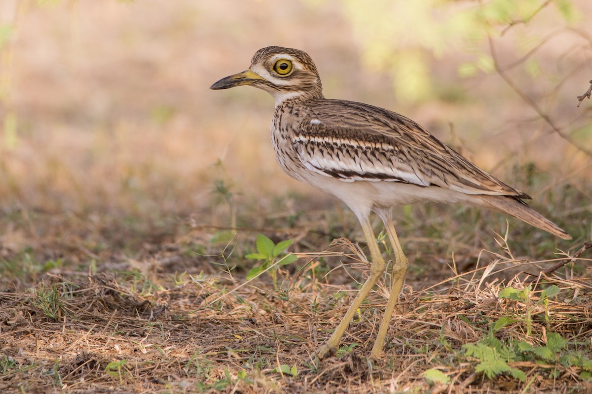 Indian Thick-knee - Dr. Ravi M