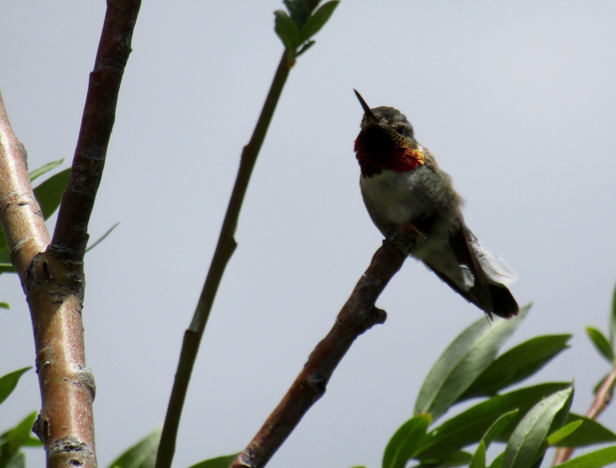 Broad-tailed Hummingbird - ML248272741