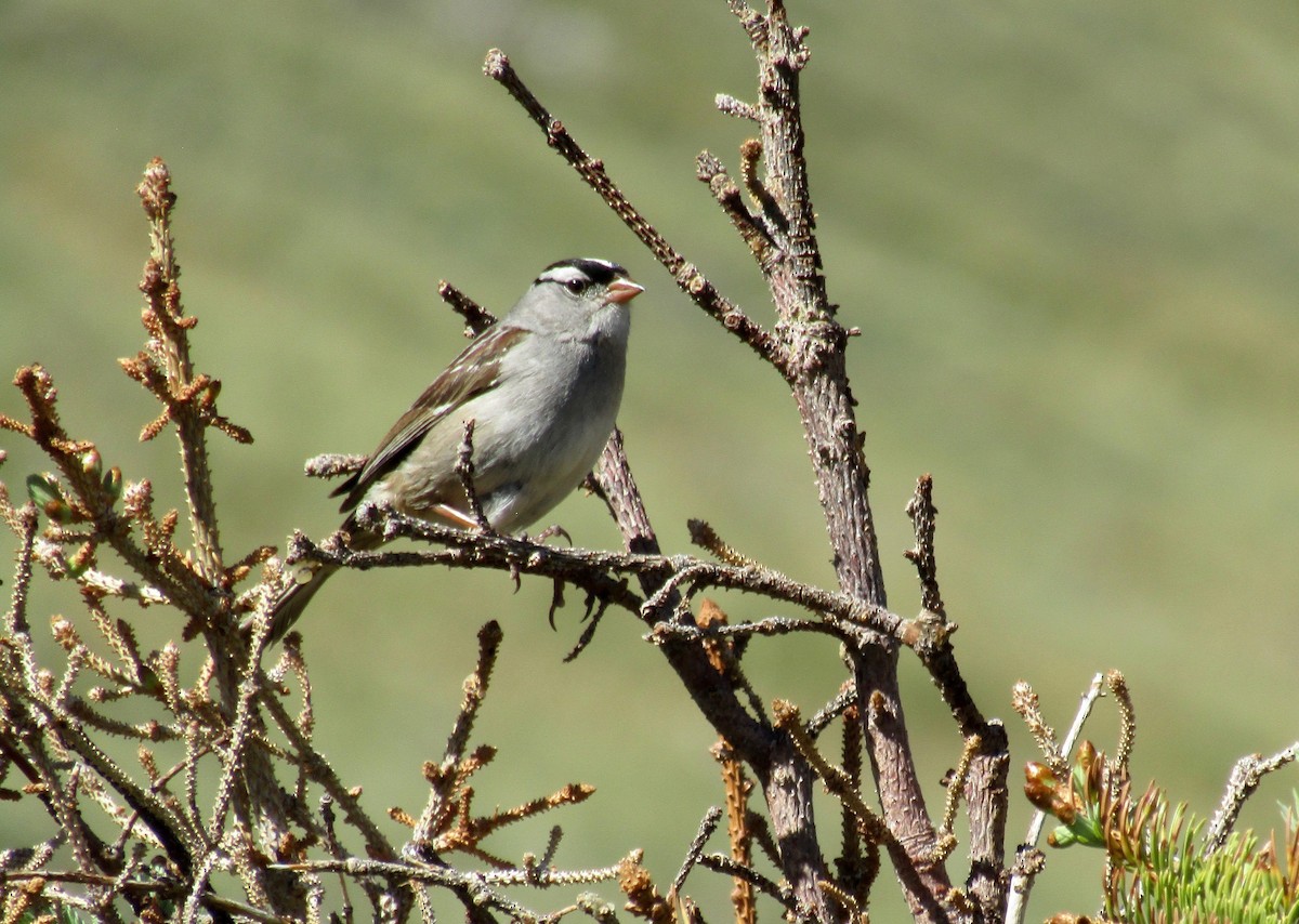 White-crowned Sparrow - ML248273161
