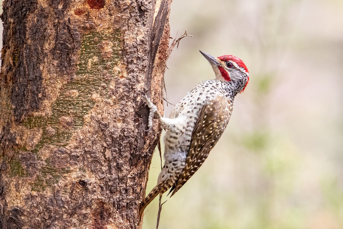 Nubian Woodpecker - ML248278861