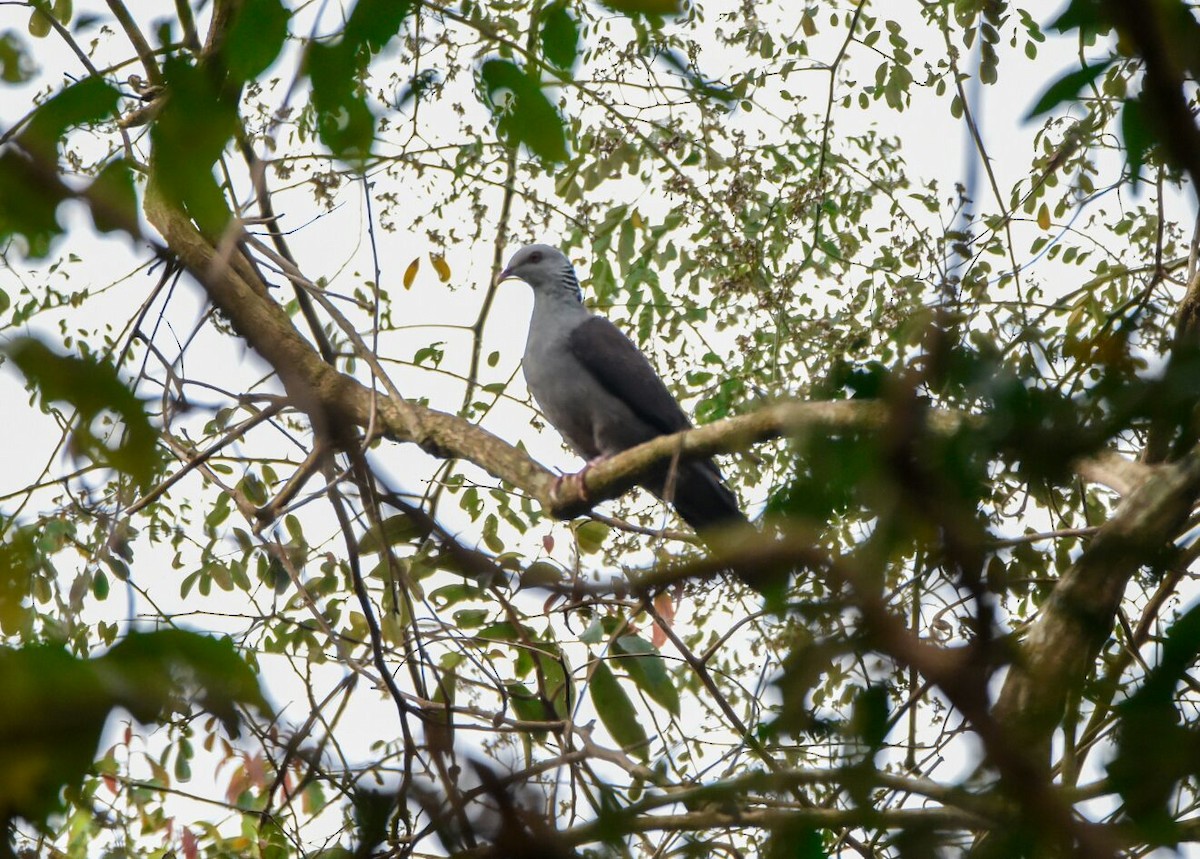 Nilgiri Wood-Pigeon - Arjun Kannan