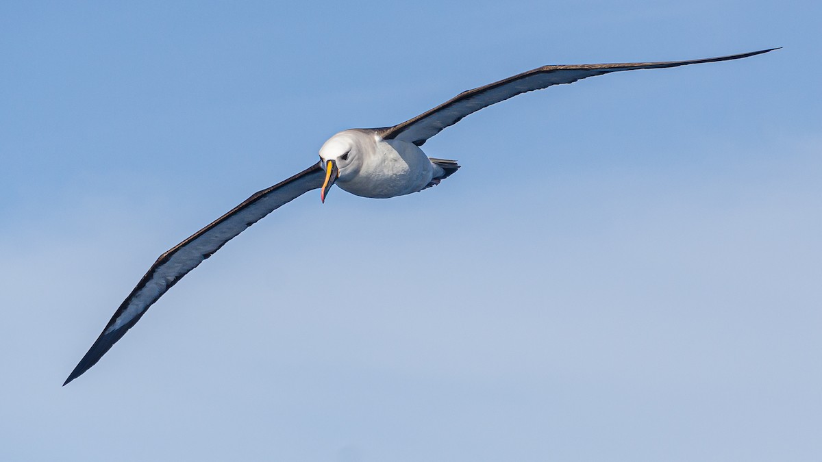 Atlantic Yellow-nosed Albatross - ML248283431